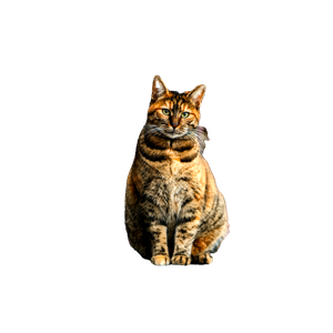 A Regal Tabby Cat Sits Poised By A Decorative Iron Fence, Exuding Elegance And Mystery Outdoors. 12480 - Cat PNG image with transparent background
